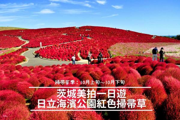 【日本】東京｜茨城美拍一日遊｜日立海濱公園粉蝶花海、掃帚草、絕美海上鳥居、財運滿滿人氣神社｜東京／新宿出發
