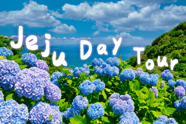 【韓國】濟州東春夏賞花之旅｜ 鹿山路賞櫻、休愛里繡球花、濟州民俗村、城山日出峰、涉地可支、海女博物館、史努比庭園｜濟州市區出發