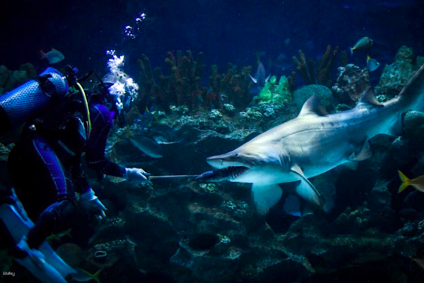【馬來西亞】吉隆坡城中城水族館｜門票