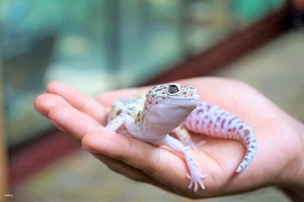 【馬來西亞】蘭卡威野生動物園｜門票