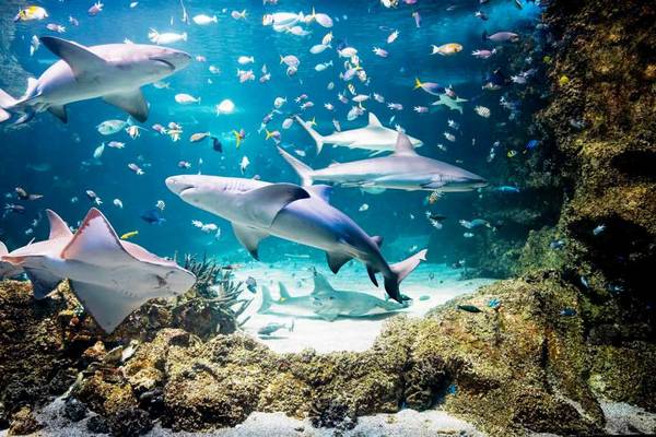 【澳洲】雪梨｜雪梨水族館門票、 數位照片通行證