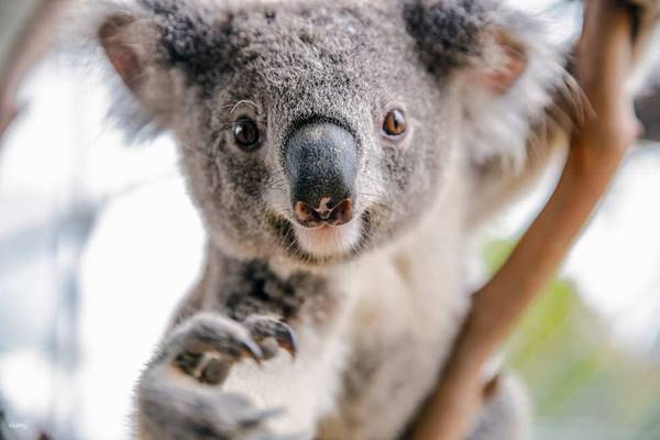 【澳洲】雪梨｜野生動物園門票 WILD LIFE Sydney Zoo