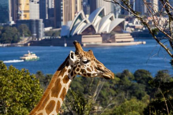 【澳洲】雪梨｜雪梨塔龍加動物園｜門票