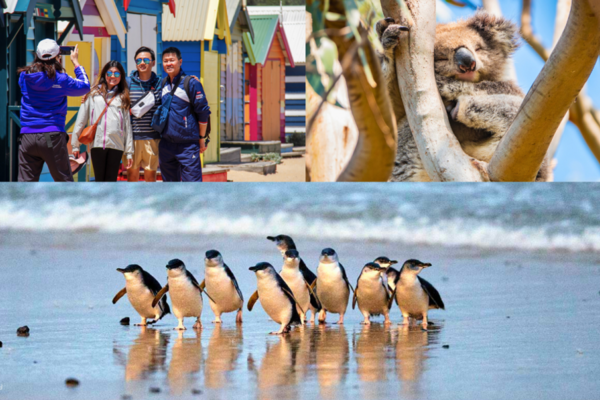 【澳洲】 菲利普島一日遊 | 企鵝歸巢生態之旅｜墨爾本出發