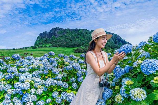 【韓國】濟州島｜夏季繡球花節世界遺產一日遊｜英文導遊