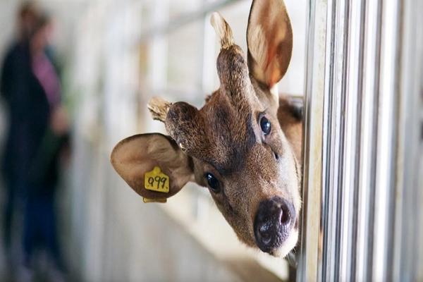 【農遊超市】桃園｜山腳鹿場水鹿之家