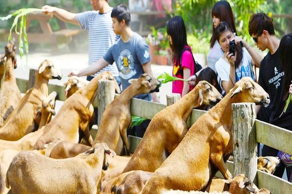 【農遊超市】苗栗｜飛牛牧場｜輕旅行一日遊