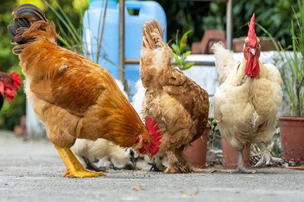 【農遊超市】桃園｜姐夫農場 | 與小雞同在一起