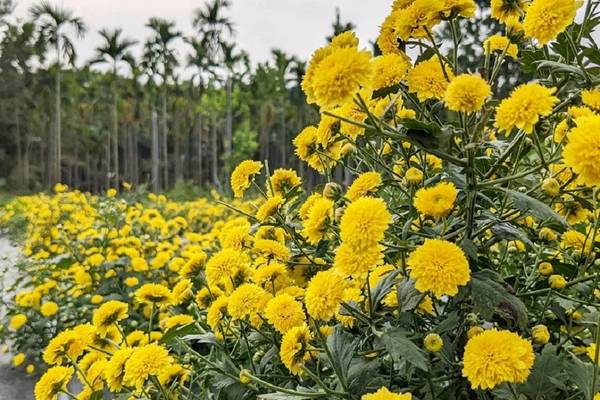 【農遊超市】屏東 | 天菊農場。香氛之旅