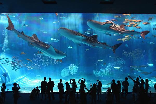 【日本】沖繩｜沖繩美麗海水族館 | 門票