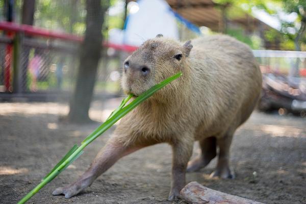 【台南】頑皮世界野生動物園｜門票