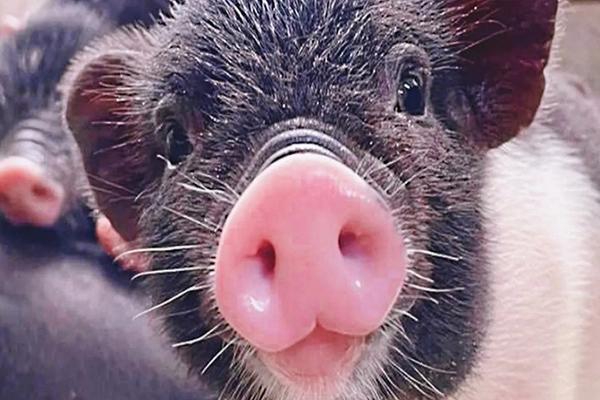 【農遊超市】宜蘭｜宜農牧場｜親子熱門景點一日遊(免預約)