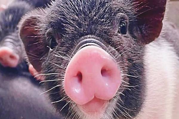 【農遊超市】宜蘭｜宜農牧場｜門票