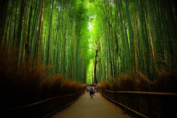 【日本】京都一日遊｜金閣寺、嵐山、三十三間堂、清水寺｜大阪／京都出發