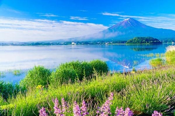 【日本】富士山一日遊 | （新宿出發）   富士山大石公園、忍野八海 、川越小江戶   ✦人氣商品
