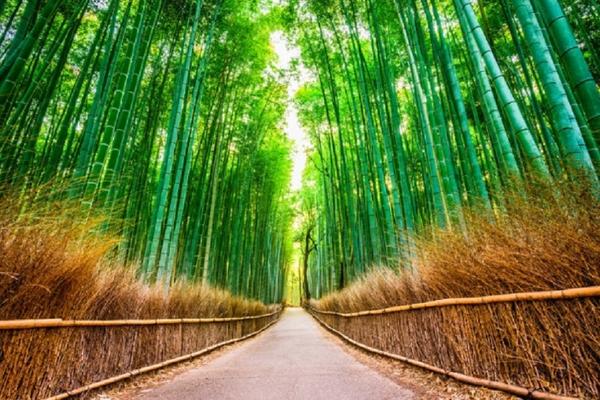 【日本】京都一日遊 |大阪出發  ( 嵐山竹林 、八坂神社 、花見小路 、奈良神鹿公園、東大寺) ✦人氣商品