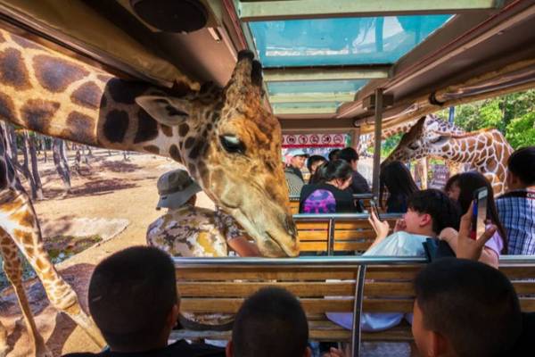 【泰國】清邁夜間動物園  (門票、遊園車、飯店集合點接送) | 清邁出發