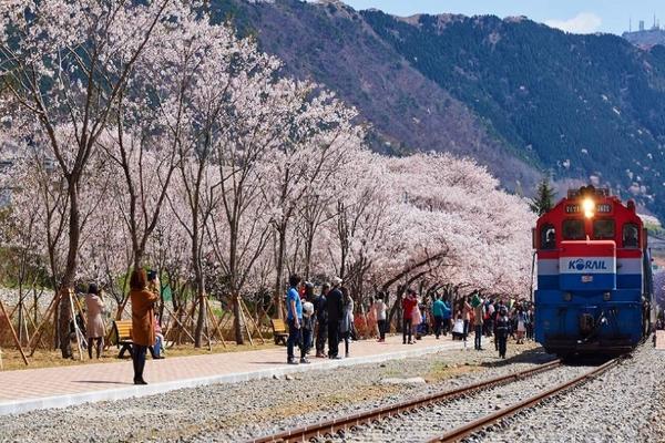 【韓國】鎮海櫻花盛典一日遊 | 首爾、釜山 出發