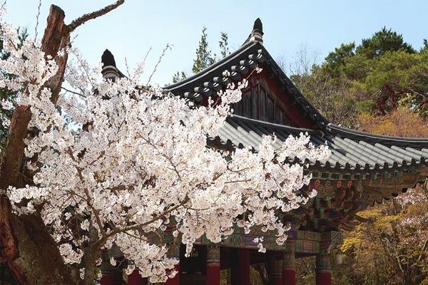 【韓國】 慶州佛國寺賞櫻油菜花一日遊 | 首爾、釜山  出發