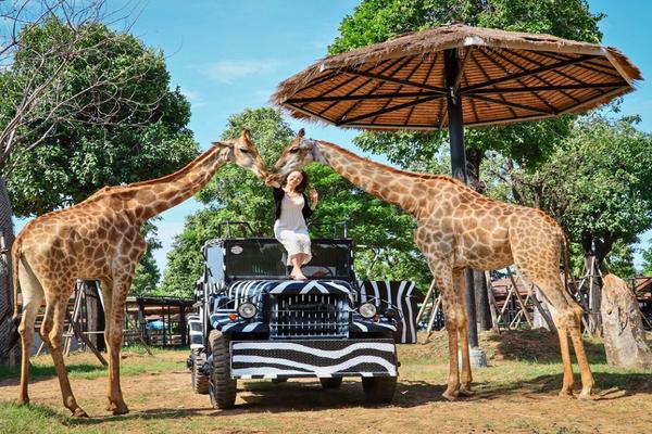 【泰國】 大城獅子王動物園   (私人包車、世界遺產)   |曼谷出發