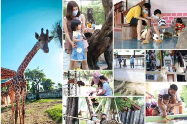 【泰國】 大城獅子王動物園   (私人包車、世界遺產)   |曼谷出發