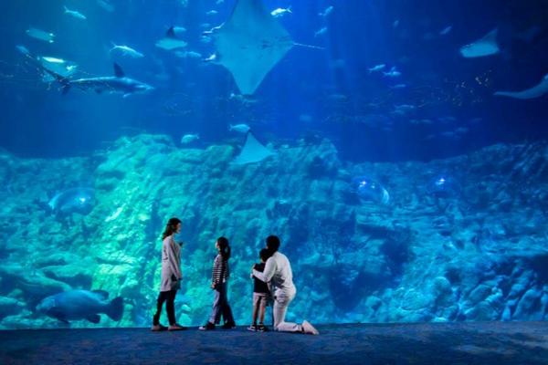 【香港】香港海洋公園｜全日暢玩優惠門票・標準入場門票