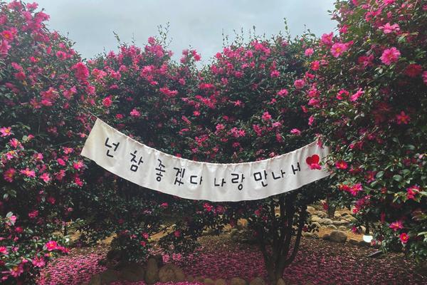 【韓國】濟州悠遊一日遊(含午餐) |野生泰迪熊博物館.雪綠茶園.Father's garden