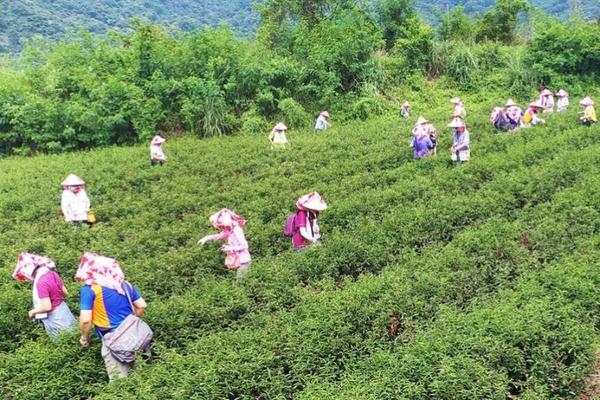 【農遊超市】宜蘭 | 馨山茶園 | 綠茶麻糬DIY／採茶體驗製茶DIY