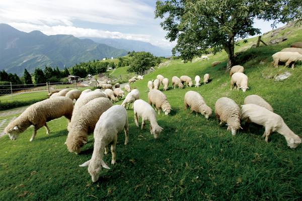 【南投】清境暢遊｜清境農場、高空步道、小瑞士花園｜套票（贈觀光工廠來店禮）