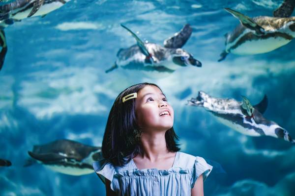 【日本】沖繩 DMM Kariyushi 水族館｜門票