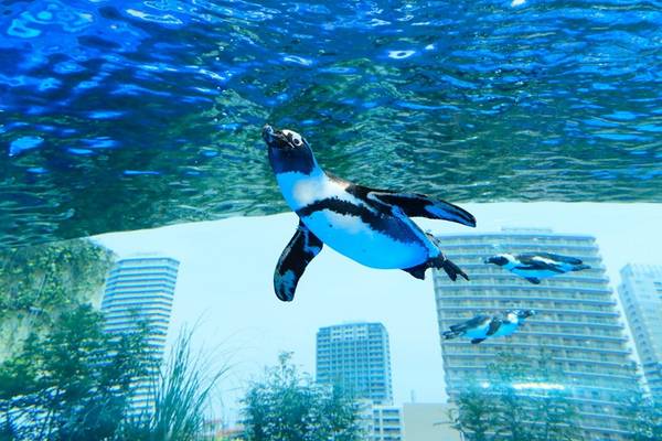 【日本】東京｜SUNSHINE陽光水族館｜門票
