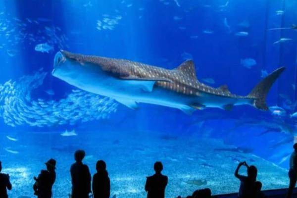 【日本】沖繩 ｜北部景點一日遊｜美麗海水族館・古宇利島・萬座毛／道之驛嘉手納・永旺夢樂城沖繩來客夢 寶可夢中心（中文導遊）