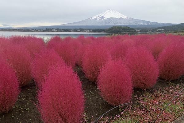【日本】專車服務｜東京１０小時包車服務｜VIP尊享體驗