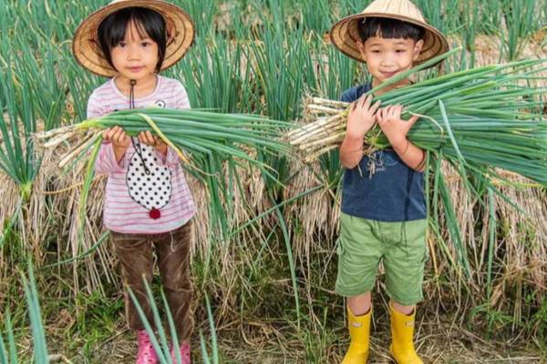 【農遊超市】宜蘭｜星寶蔥體驗農場｜梅花鹿互動、三星葱派DIY雙體驗套票
