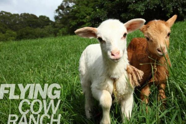 【苗栗】飛牛牧場｜門票