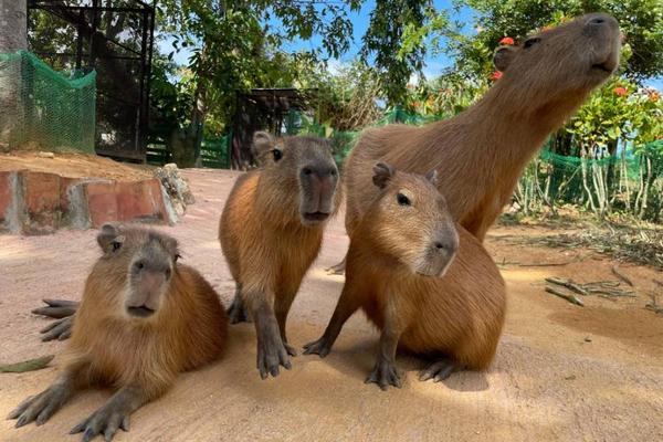 【日本】沖繩 | 東南植物園｜日間門票&知花冰淇淋套票