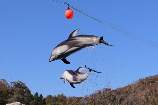 【日本】靜岡｜下田海中水族館｜門票