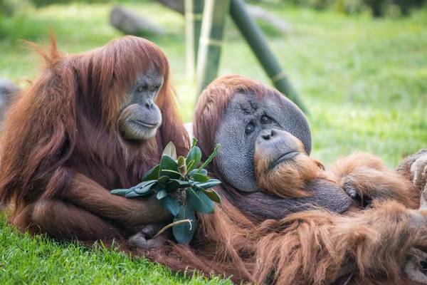【美國】加州 | 聖地牙哥野生動物園 ｜門票