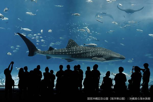 【日本】沖繩美麗海水族館 ｜電子門票