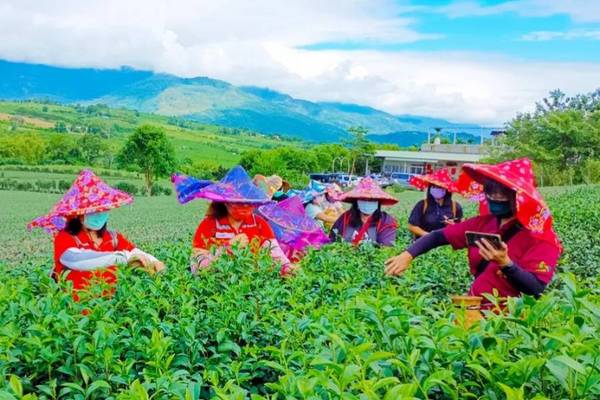 【農遊超市】台東｜佳芳休閒農場。有機茶之旅