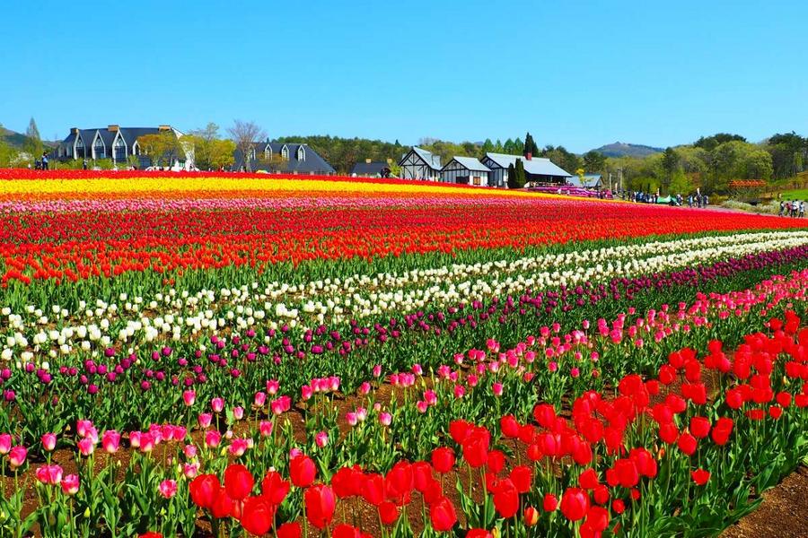 【能登假期】小松立山加賀屋、牧歌花田茶藝、上高地兼六園5日