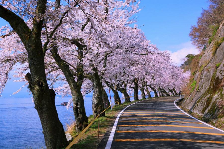 花見百選星光櫻、嵐山小火車、MIHO美術館、有馬足湯樂5日(名古屋)