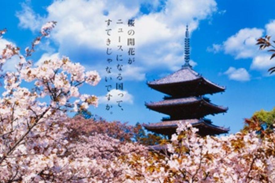 ★星光櫻傳奇★關西百選櫻名所‧花見湯樂美饌5日