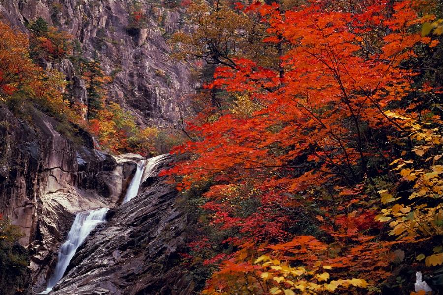 楓靡雪嶽山~韓服遊韓屋、羊駝樂園、安木海邊、汗蒸幕、龍蝦海鮮美食5日