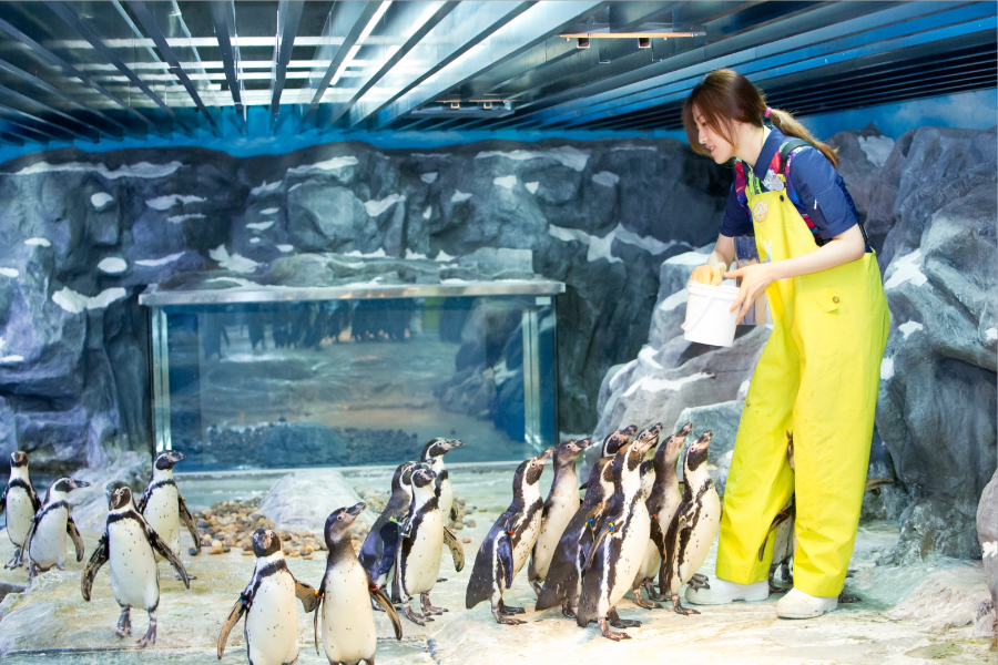 【升等2晚市區IBIS STYLES HOTEL】秋物語~海洋水族館、葡萄酒莊、 冰雪樂園、樂天世界、太陽咖啡館、塗鴉秀五日【華航】