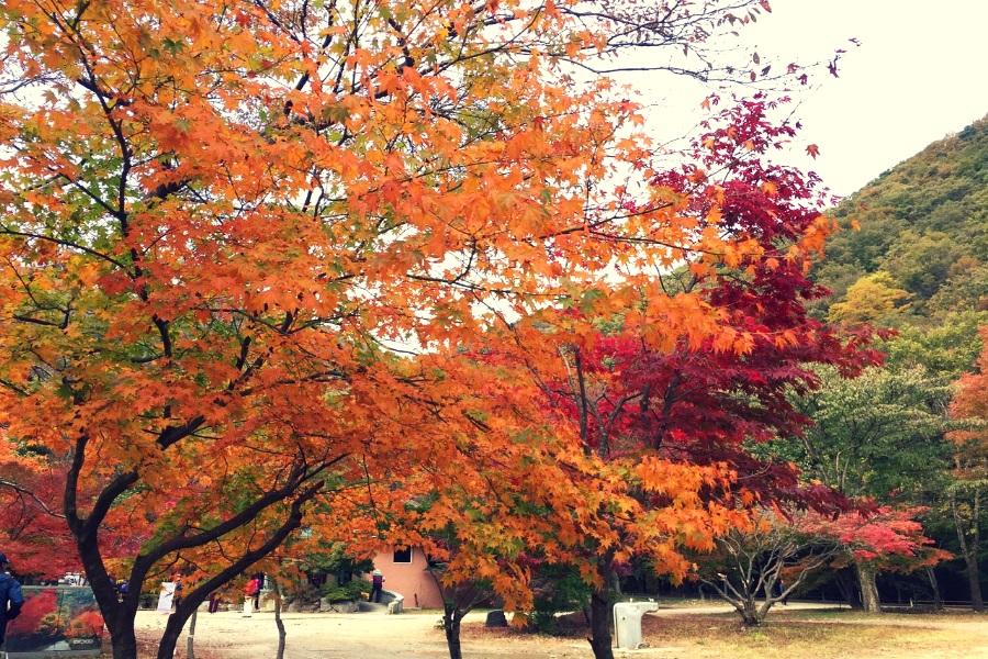 清艙11900【升等市區】變妝遊古宮、法國村、愛寶、抱川藝術谷、下午茶