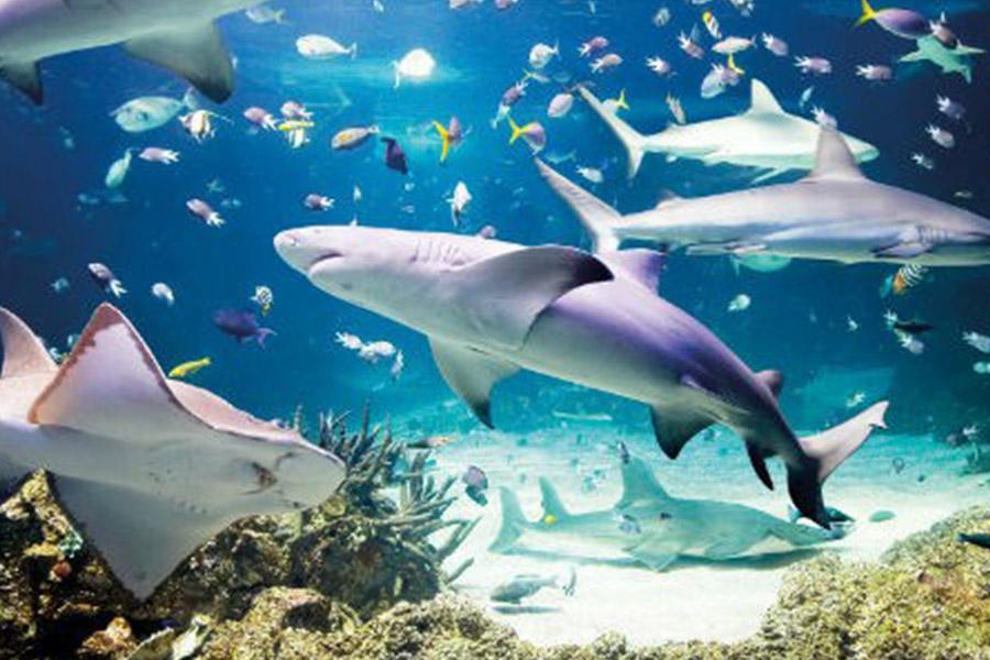 童心玩新~樂高水陸雙樂園.樂高水族館+環球影城+夜訪螢火蟲 五日