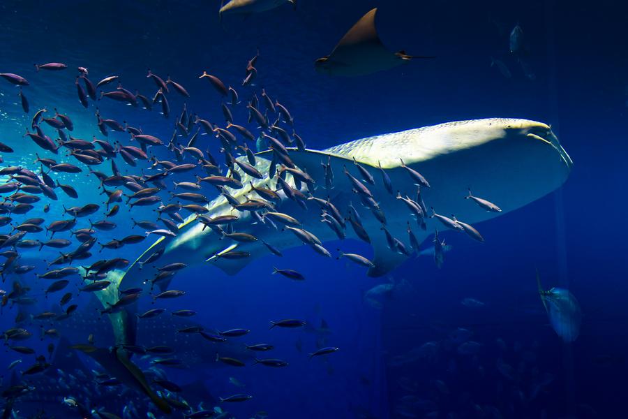 【花漾沖繩優質】瀨長島、古宇利塔、備瀨福木林、水族館4日華航早去晚回