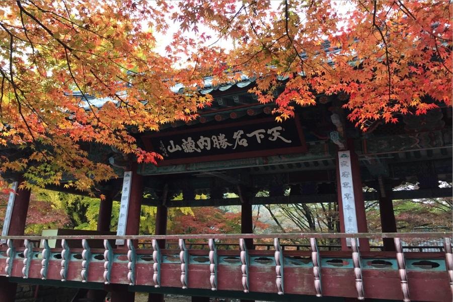 【2晚明洞】韓國楓旅行~內藏山.馬耳山賞楓.熊之森公園.紅蔘SPA5日