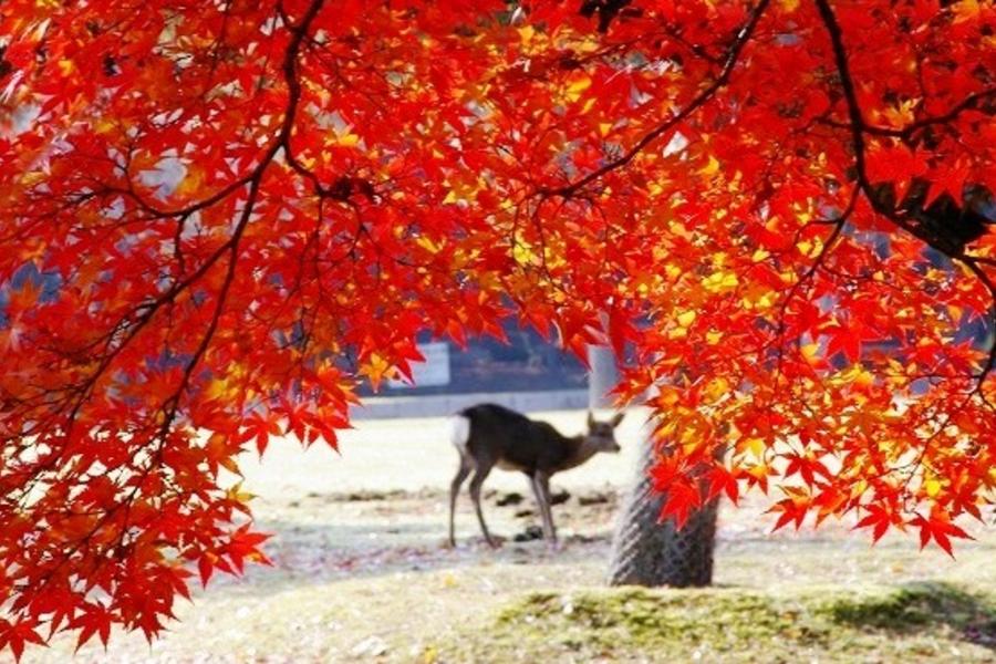 【紅葉童話】秋楓幸福關西●限量團~京阪神悠遊‧歐風香頌‧環球夢飛翔5日